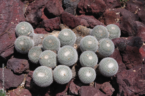 High angle view of a group of small round cacti in a bed of lava rocks photo