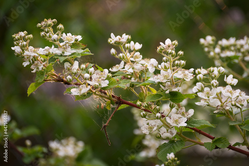 Blackberry blossoms