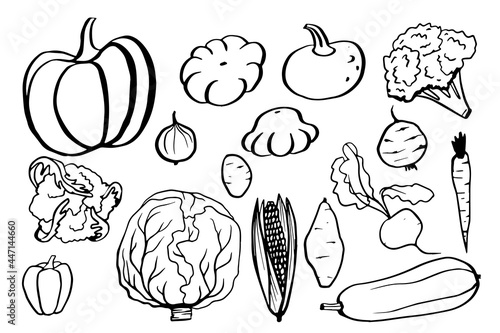 Vegetable hand drawing sketch vector set. Pumpkin, carrot, corn, cabbage, pepper, potato, onion, squash, zucchini, beet. Organic food isolated on white background.