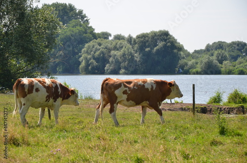 cows at waterside © DL