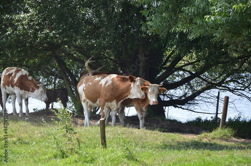 cows at waterside