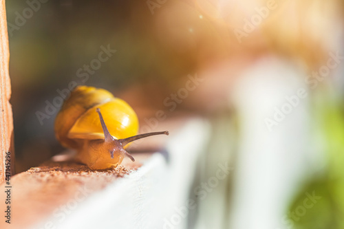 Garden snail in the own garden, close up photo