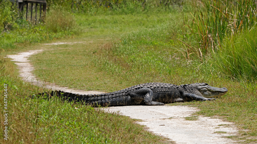 American alligator basking on a hiking trail American alligator basking on a hiking trail
