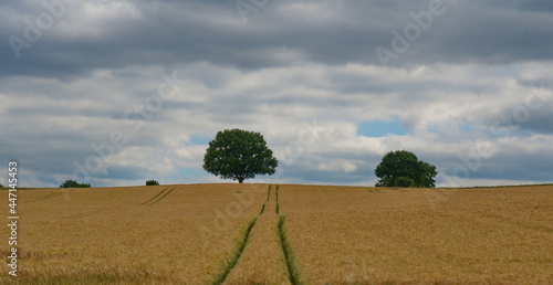 Getreidefeld und Bäume bei Roge in Ostholstein photo