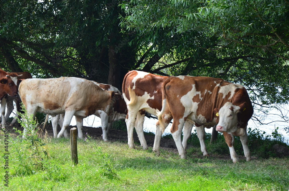 loving cow loving cow