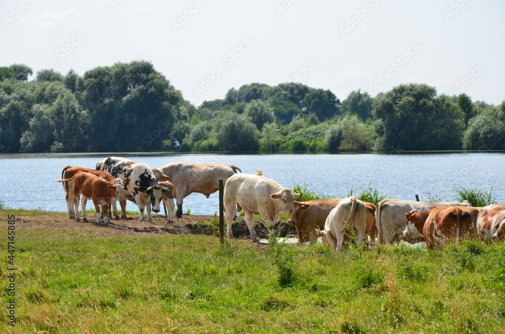 herd of cows at waterside