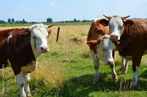 cows in a field close-up © DL