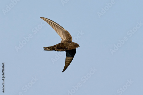 Common swift (Apus apus) photo
