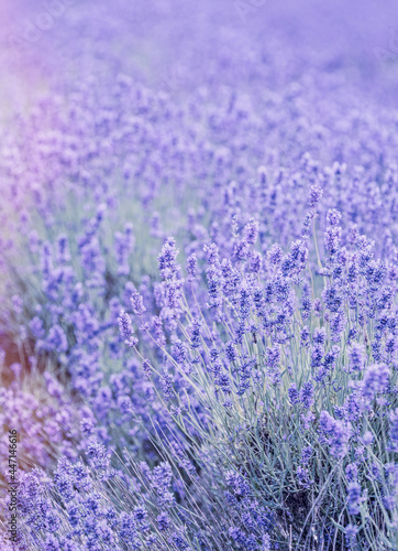 Rows of Cotswold lavender blooms At Snowshill lavender farm in Worcestershire.
