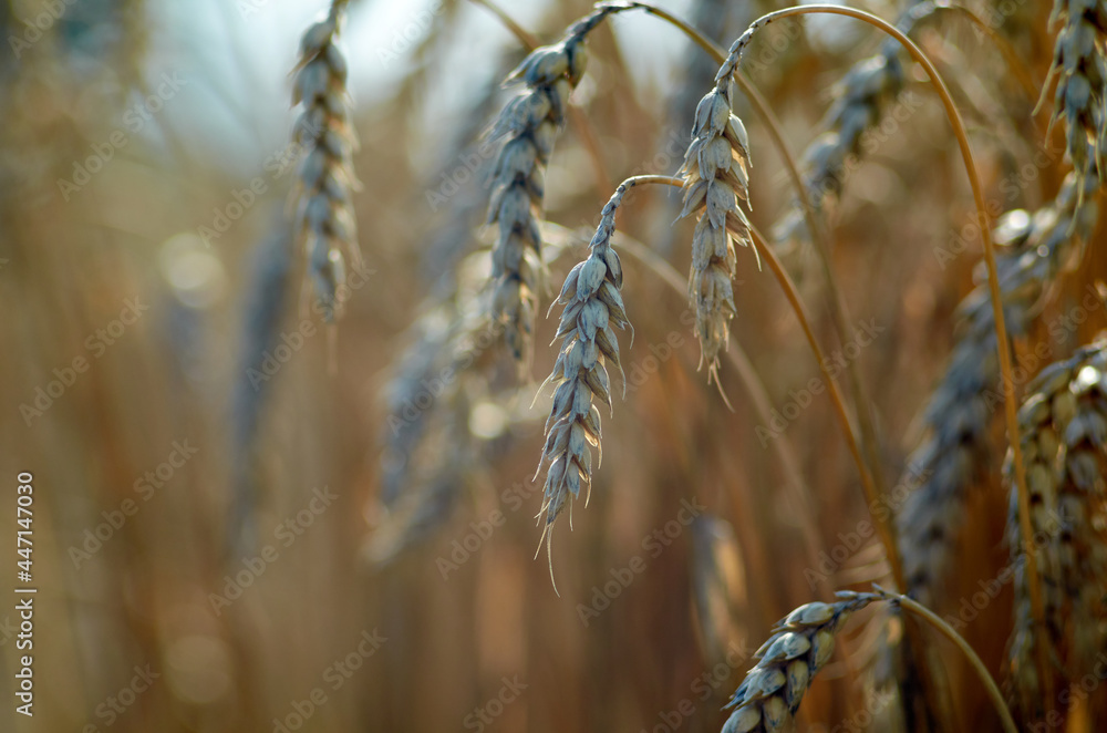 Fototapeta premium Ripe ears of wheat in the field. Ukraine.