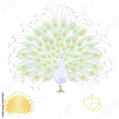 Peacock white beauty tropical bird on a white background watercolor vintage vector illustration editable hand drawn