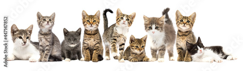 group of kittens on a white background