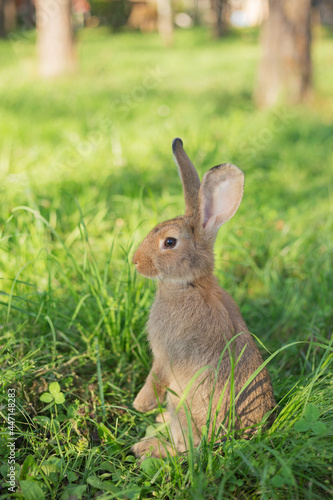 Cute young rabbit sat up on hind legs in natural surroundings of green grass. Rabbit is facing left. Shallow dof. Vertical orientation.