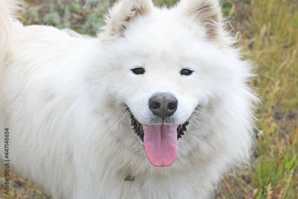 Large white husky dog ​​smiling looking at the camera