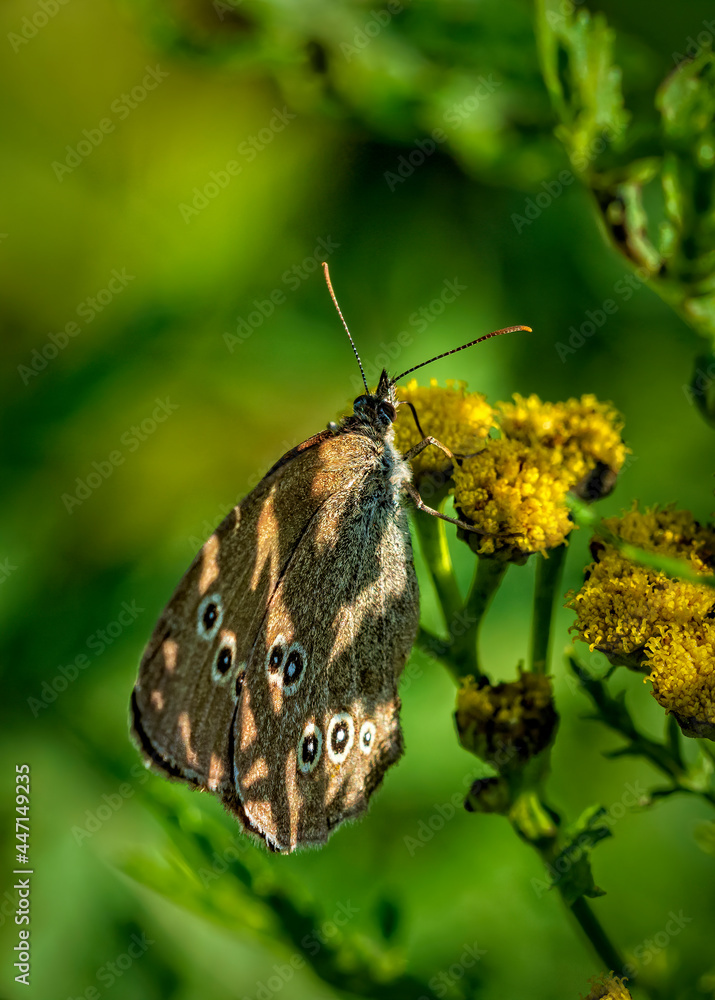 Obraz premium butterfly on a flower