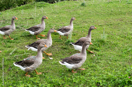 Geese come in wild field