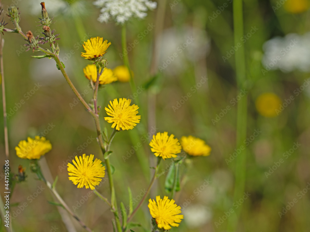 Blühendes Habichtskraut, Hieracium, im Sommer Blühendes Habichtskraut, Hieracium, im Sommer