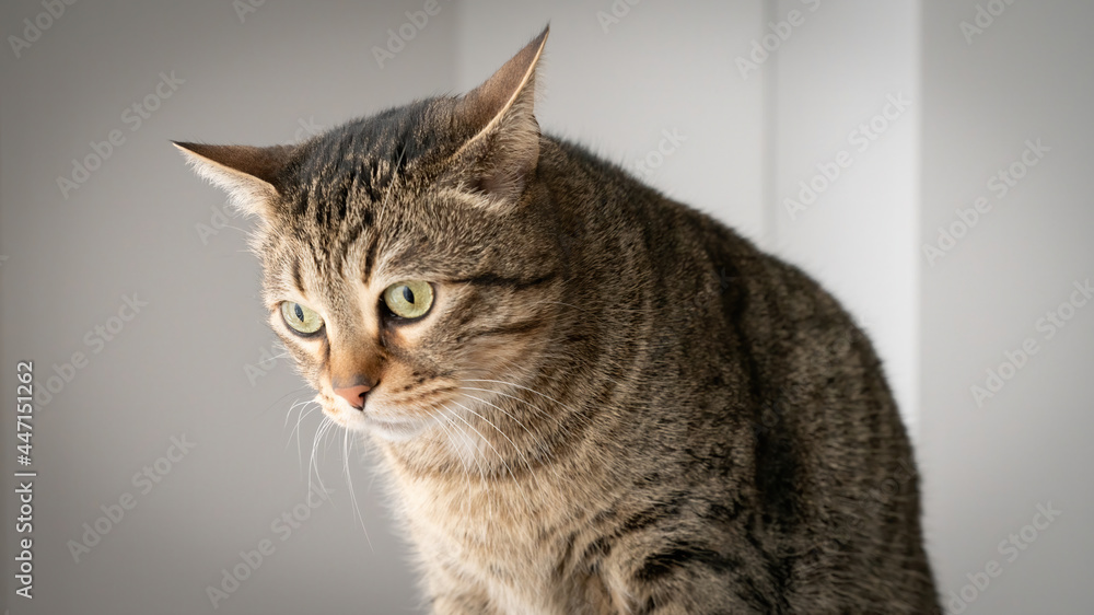 Beautiful domestic tabby cat looking at the floor with white walls in background, close-up shot