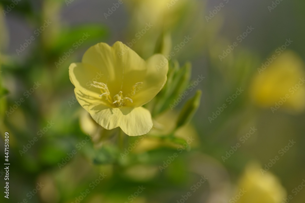 Evening primrose flowers. Onagraceae weed and wild vegetables medicinal plants.
Evening primrose flowers. Onagraceae weed and wild vegetables medicinal plants.
