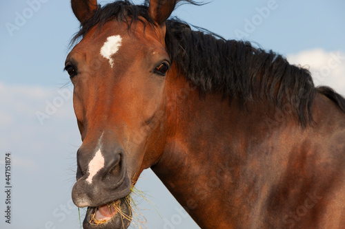 Portrait of young brown horse, eating grass, front view, outdoor image