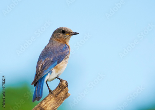 Eastern Bluebird (Sialia sialis) perched on a tree branch while searching for food for newly hatched Bluebird chicks.