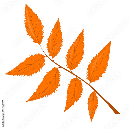 vector illustration of an autumn leaf isolated on a white background