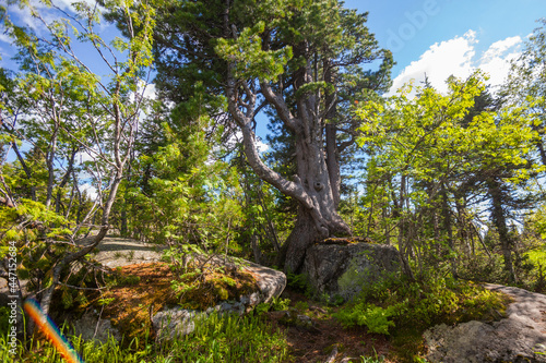 Pine tree growing on a stone. Gornaya Shoriya. Russia