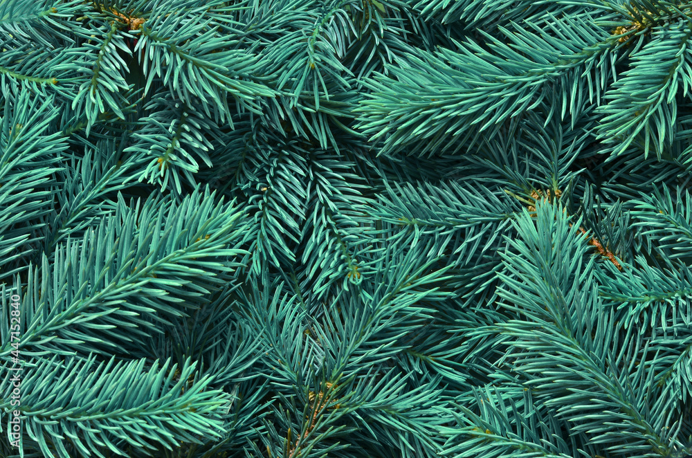 Background of many green Christmas tree branches