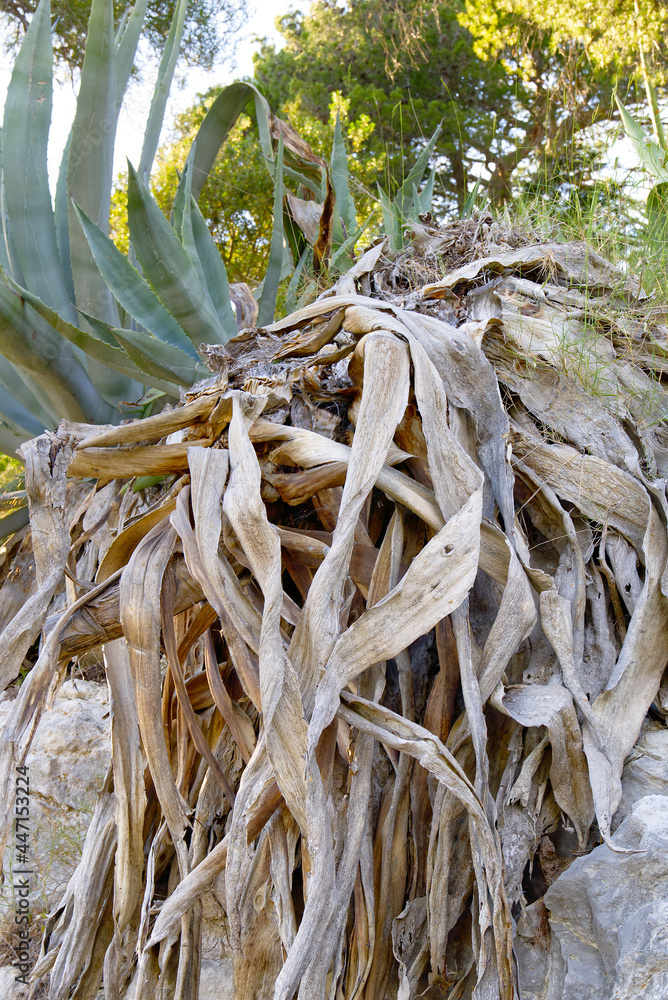 the large aloe plant is withered, dying. global drought and warming concept. aloe plant in natural conditions the large aloe plant is withered, dying. global drought and warming concept. aloe plant in natural conditions