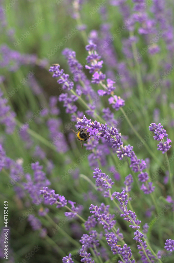 Tender lavender on the sunset. The colour is vivid and warm from the sun beams. Bokeh background creates a majestic vibe. Tender lavender on the sunset. The colour is vivid and warm from the sun beams. Bokeh background creates a majestic vibe.