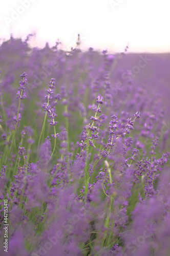 Tender lavender on the sunset. The colour is vivid and warm from the sun beams. Bokeh background creates a majestic vibe.