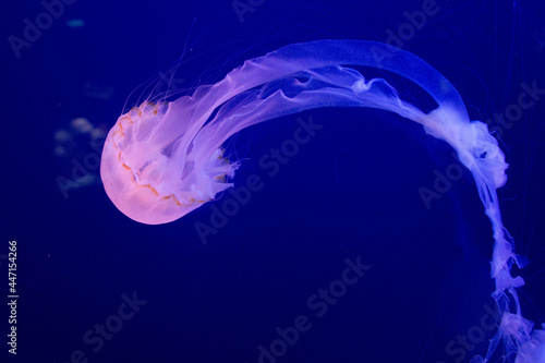 фотографія jelly fish in the water