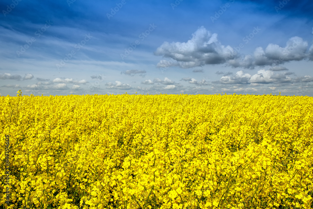 Obraz premium Pole rzepaku