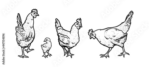 Hens and chicken living in the organic farm. Hens with cockscomb isolated in white background. Hand drawn vector illustration