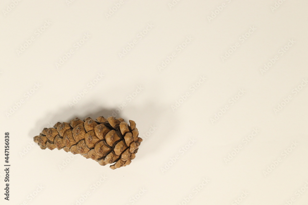 Pine Cone in lower left corner against white background Pine Cone in lower left corner against white background