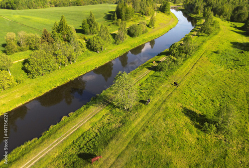 Cows graze on a field with green grass near the river. Aerial view of a farm field with a lake where a cow grazes eating green grass to make fresh milk. Floating farms.