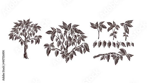Cocoa tree. Fruit, branch set Vector vintage shape