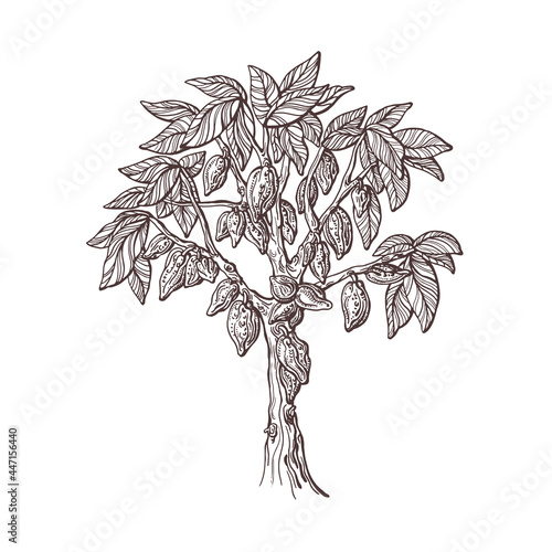 Cocoa tree, seed, fruit. Hand drawn sketch.