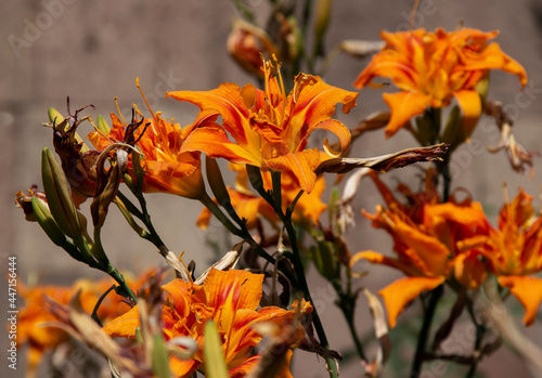 Beautiful big orange Lily macro.