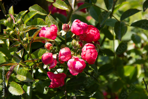 garden roses flower close up