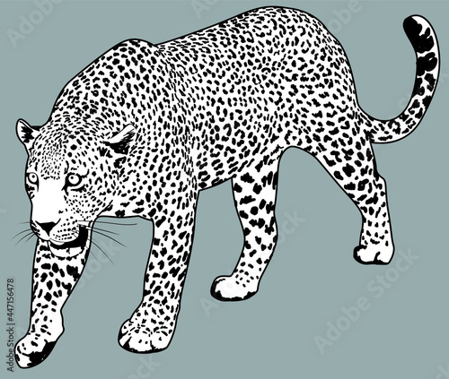 Leopard vector detailed illustration. Jaguar drawing