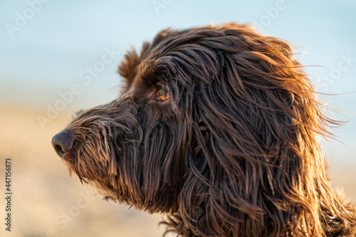 portrait of a Cockapoo dog