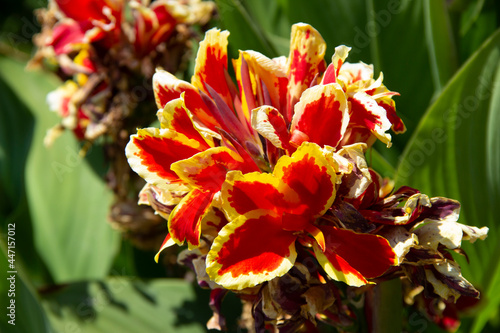 A red garden flower. Summer garden.