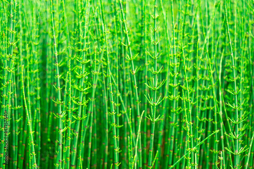 green natural background - thickets of horsetails