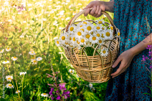 basket of chamomiles in the hands of a woman in a traditional peasant dress photo