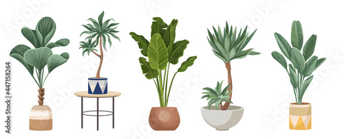 Set of Potted Palm Trees Ficus, Banana and Dracaena Domestic Plants in Modern Flowerpots and Table. Tropical Palms