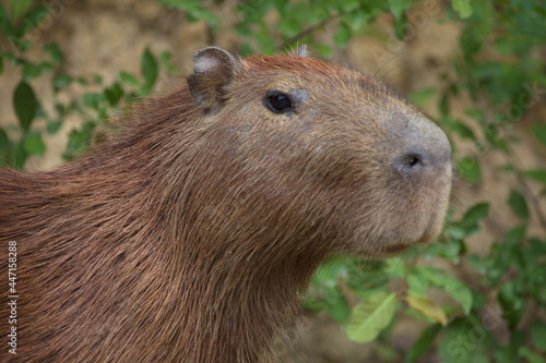 Closeup side on portrait of Capybara (Hydrochoerus hydrochaeris) head looking straight at camera, Bolivia.