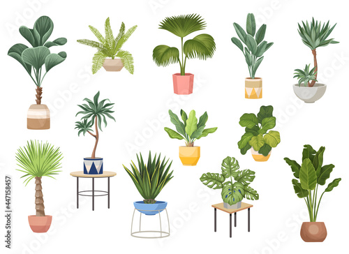 Set of Potted Palm Trees Ficus, Agave, Monstera and Dracaena, Banana, Chinese Fan Fountain Domestic Plants in Flowerpots