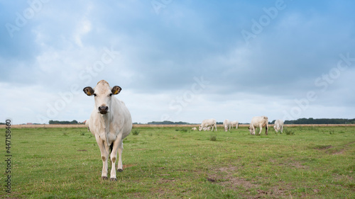 herd of white cows on the island of texel under blue sky with clouds in summer photo