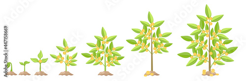 Money Tree Growth, Capital Gain Business Concept. Time Line from Small Green Sprout to Big Plant with Golden Coins
